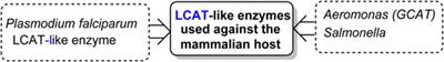 Targeting host-specific metabolic pathways—opportunities and challenges for anti-infective therapy